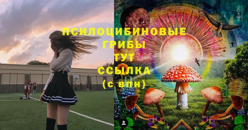 блэк спрут вход  где купить наркоту  Чита  Галлюциногенные грибы Psilocybe 